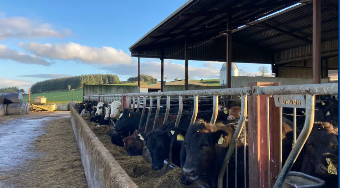 ABP Demo Farm: Cattle kill-out results and yearling weights