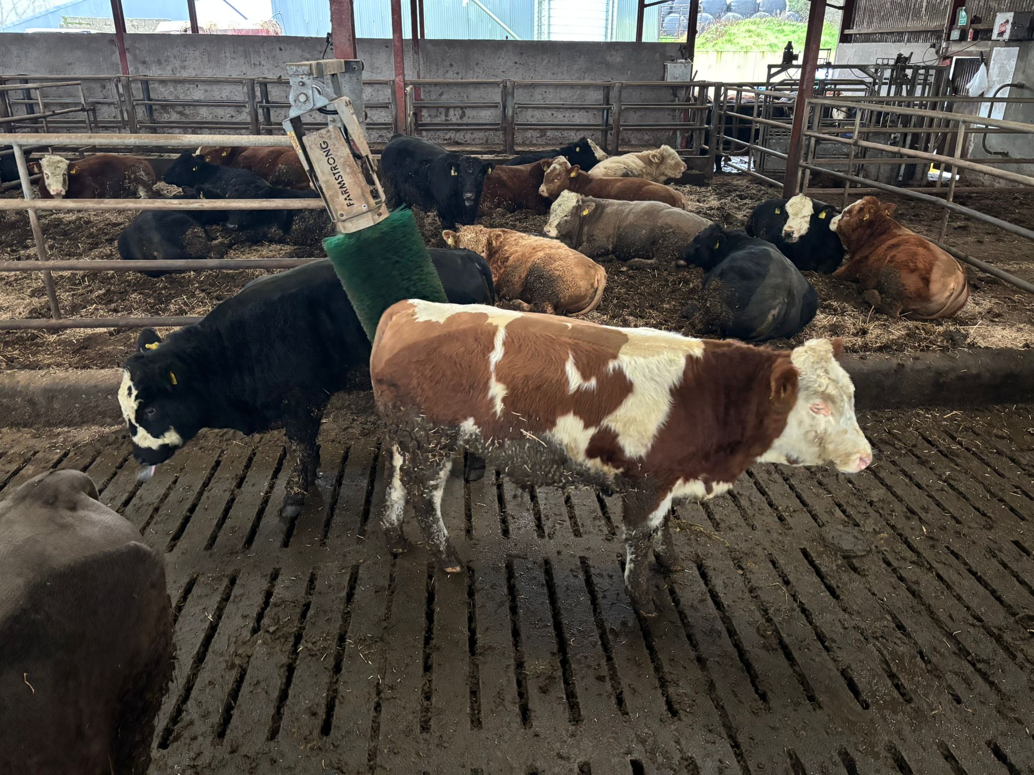 High-index heifers and bull beef on 85-cow Monaghan suckler farm