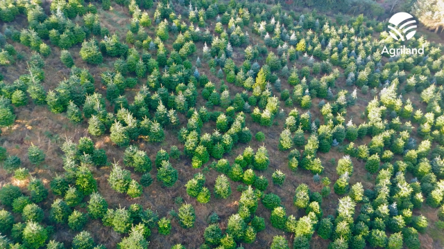 Killakee Christmas Tree Farm in the run-up to festivities
