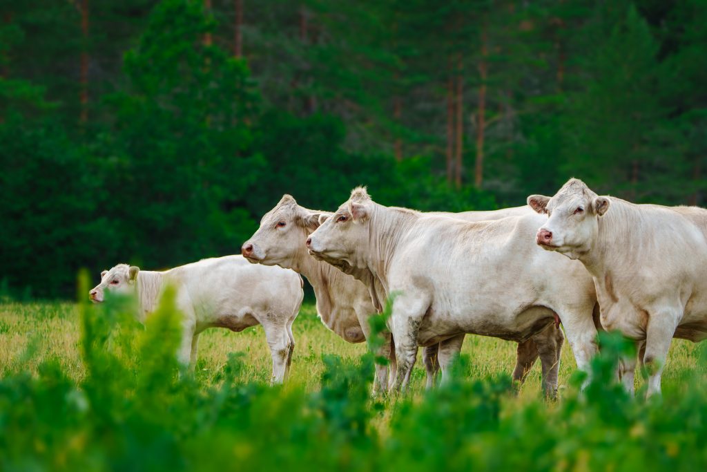 Charolais cows gracefully roaming in a picturesque meadow on a sunny day.