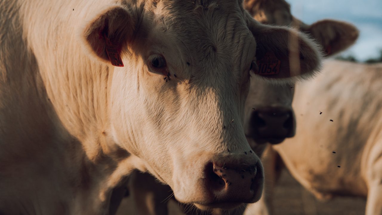 EU dependency on imported soy is 'structural and severe' - report