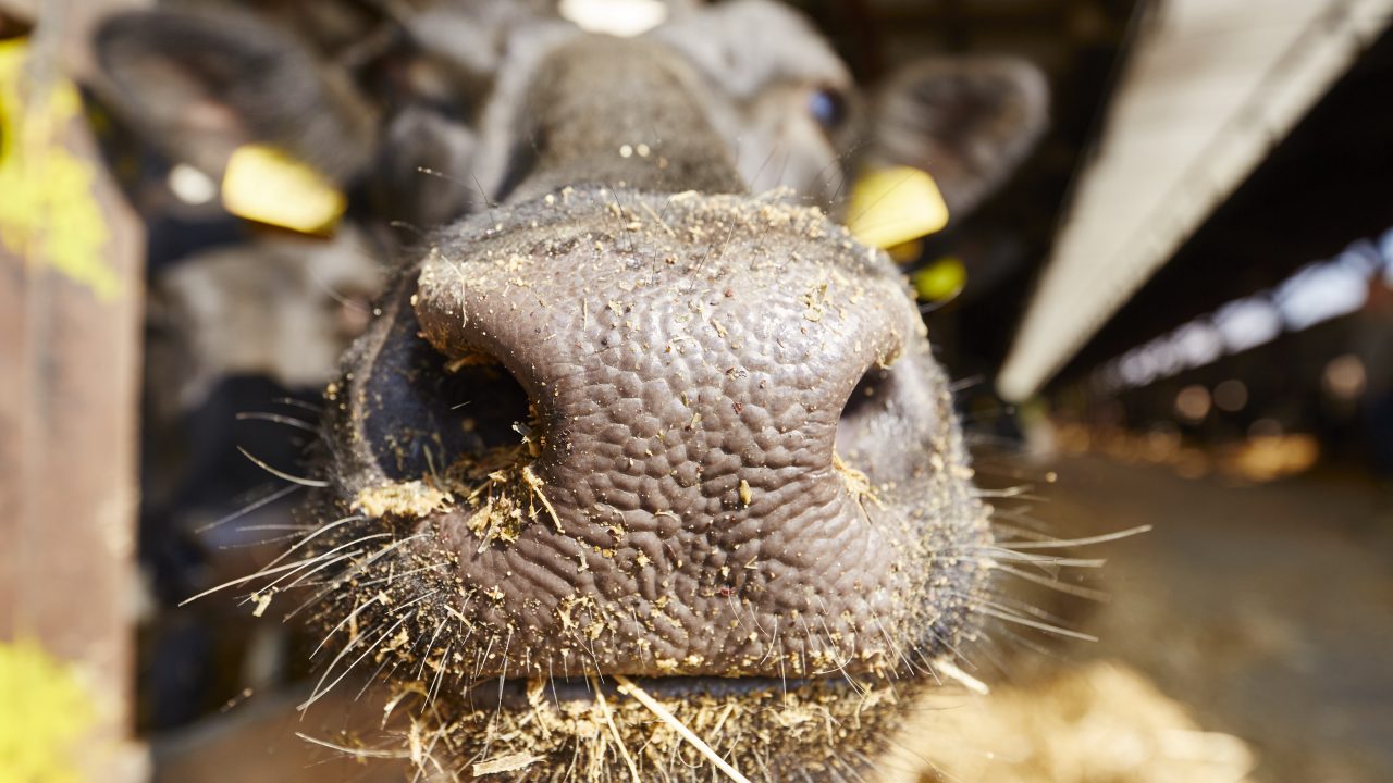 Farmers warned potential impact of heat stress on cows far from over