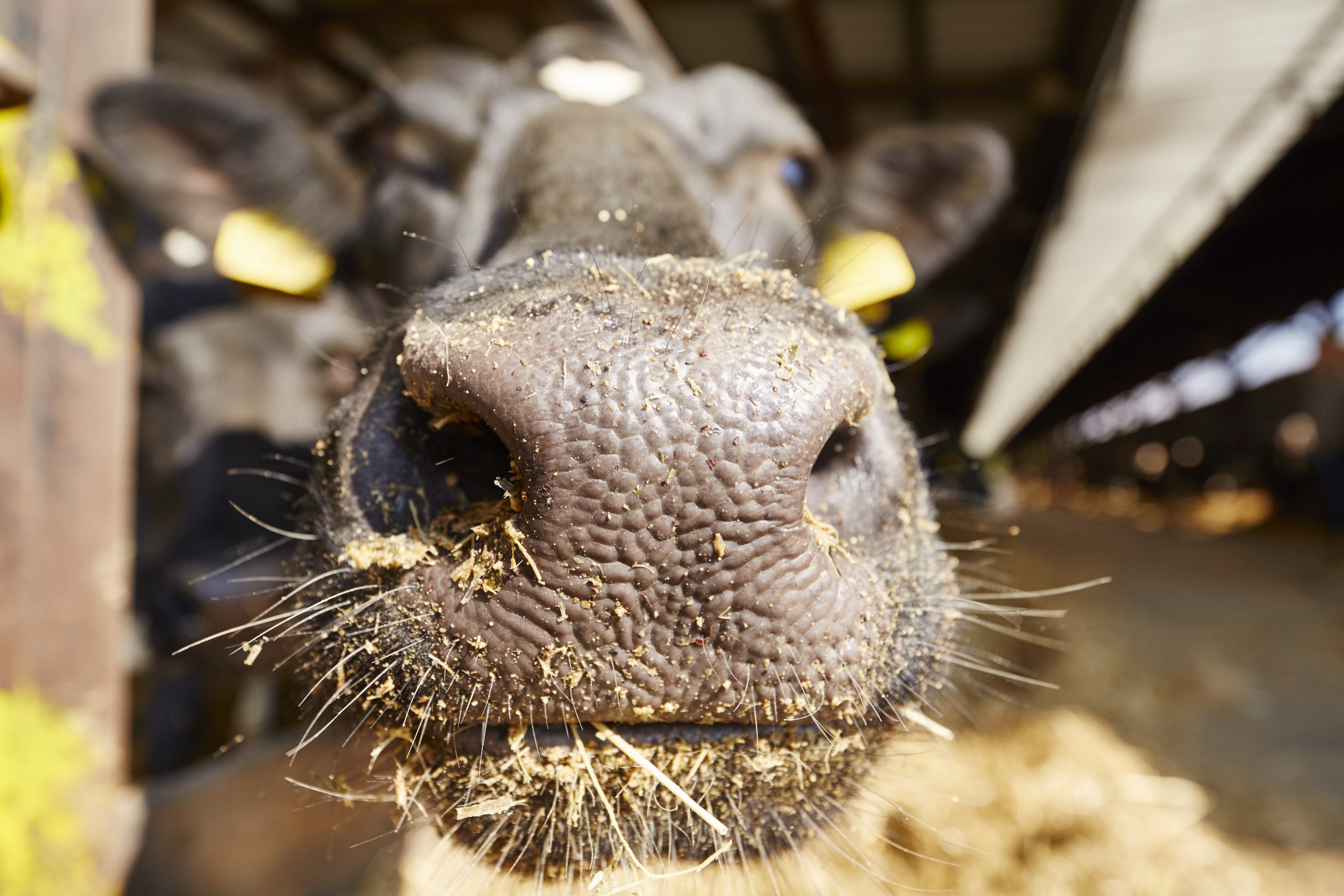 DAERA: New suspected case of bluetongue virus under investigation in NI