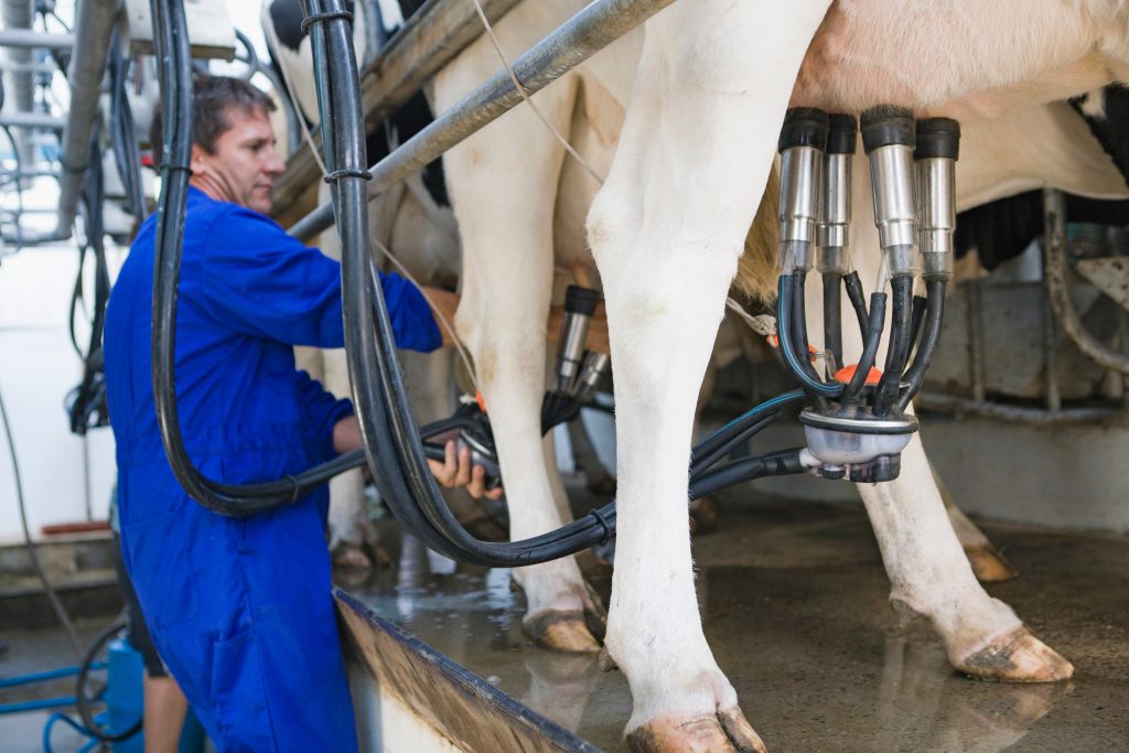 Farmer milking cows