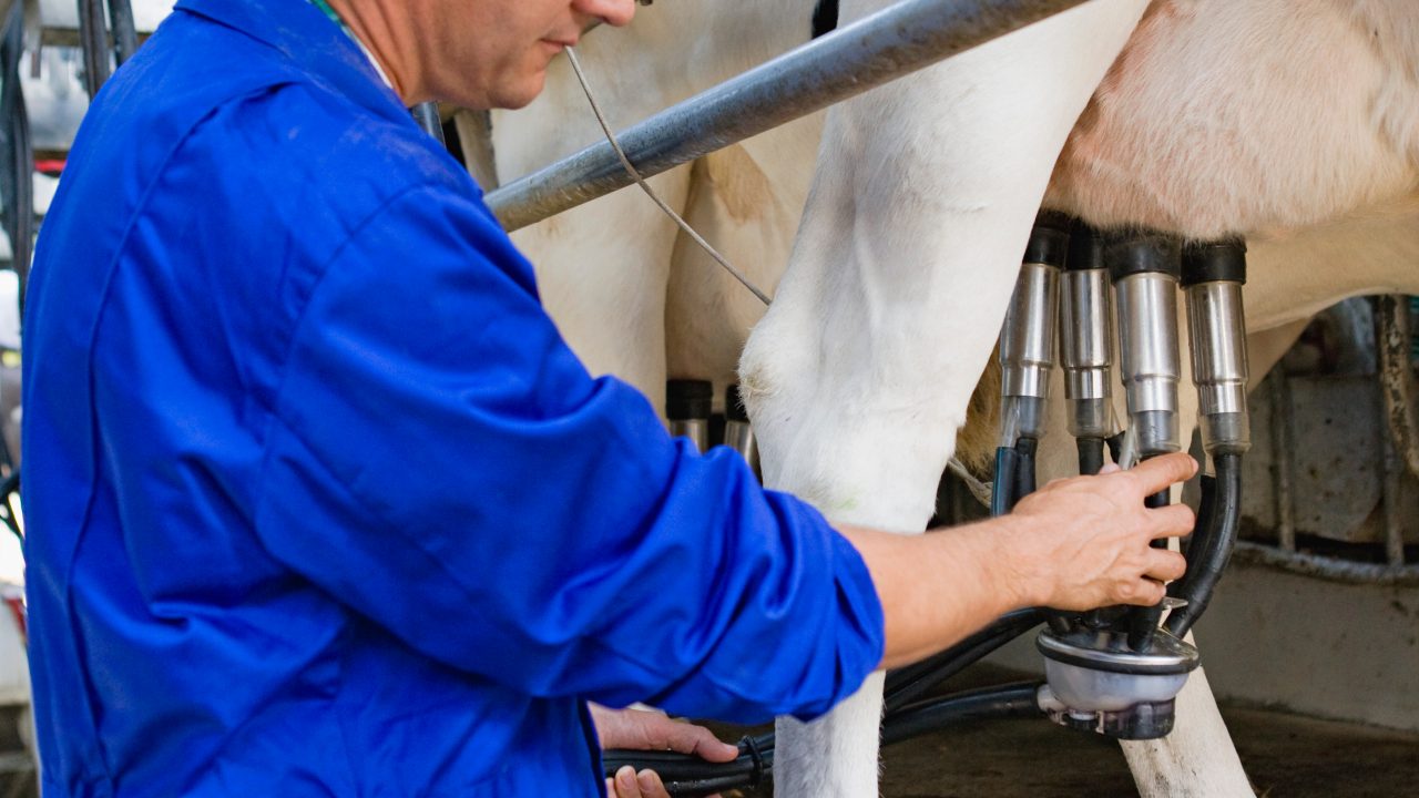 Dairy farmers warn of succession crisis without income stability