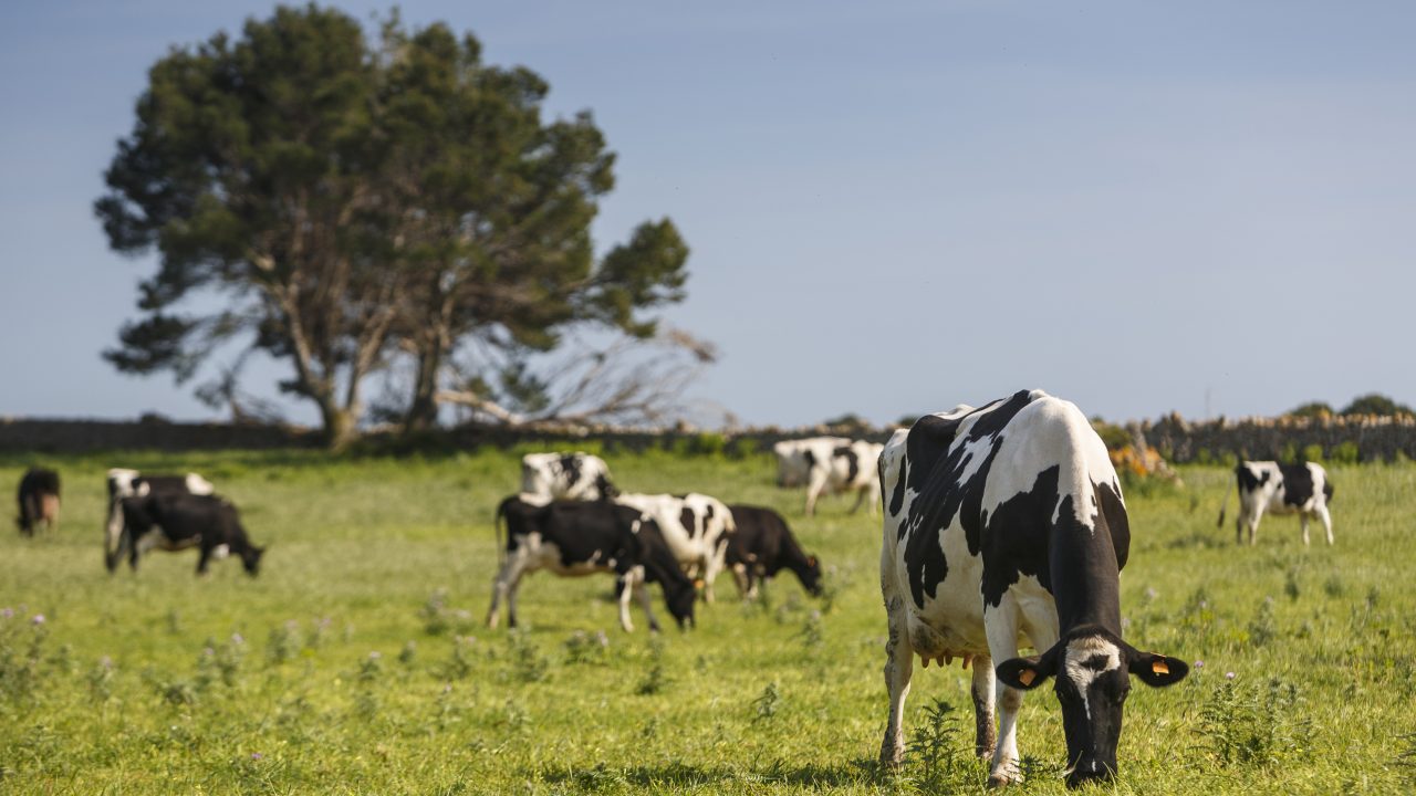 Irish farmers need backing to prepare for climate extremes