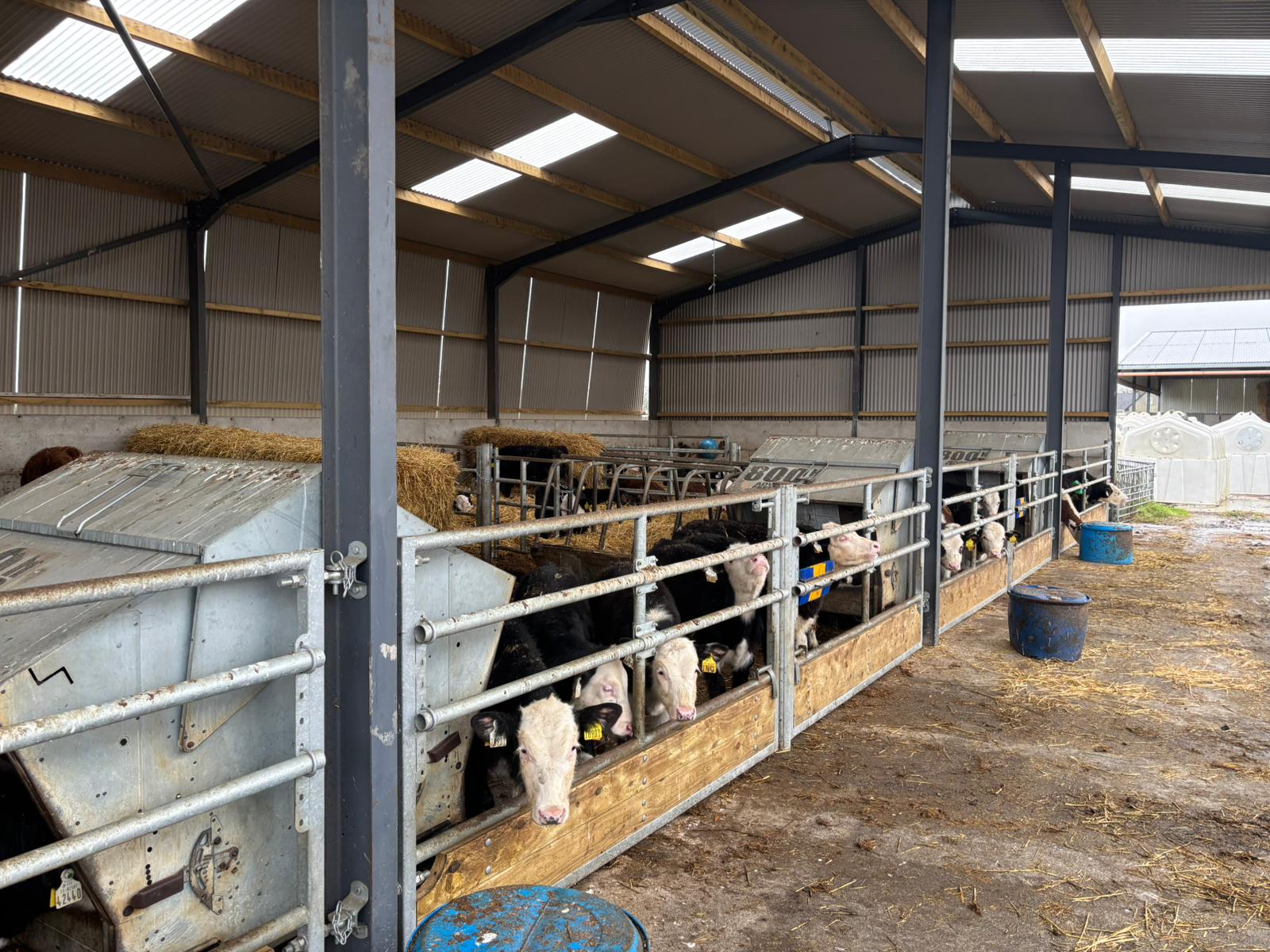 Rearing spring- and autumn-born calves on Meath dairy-beef farm