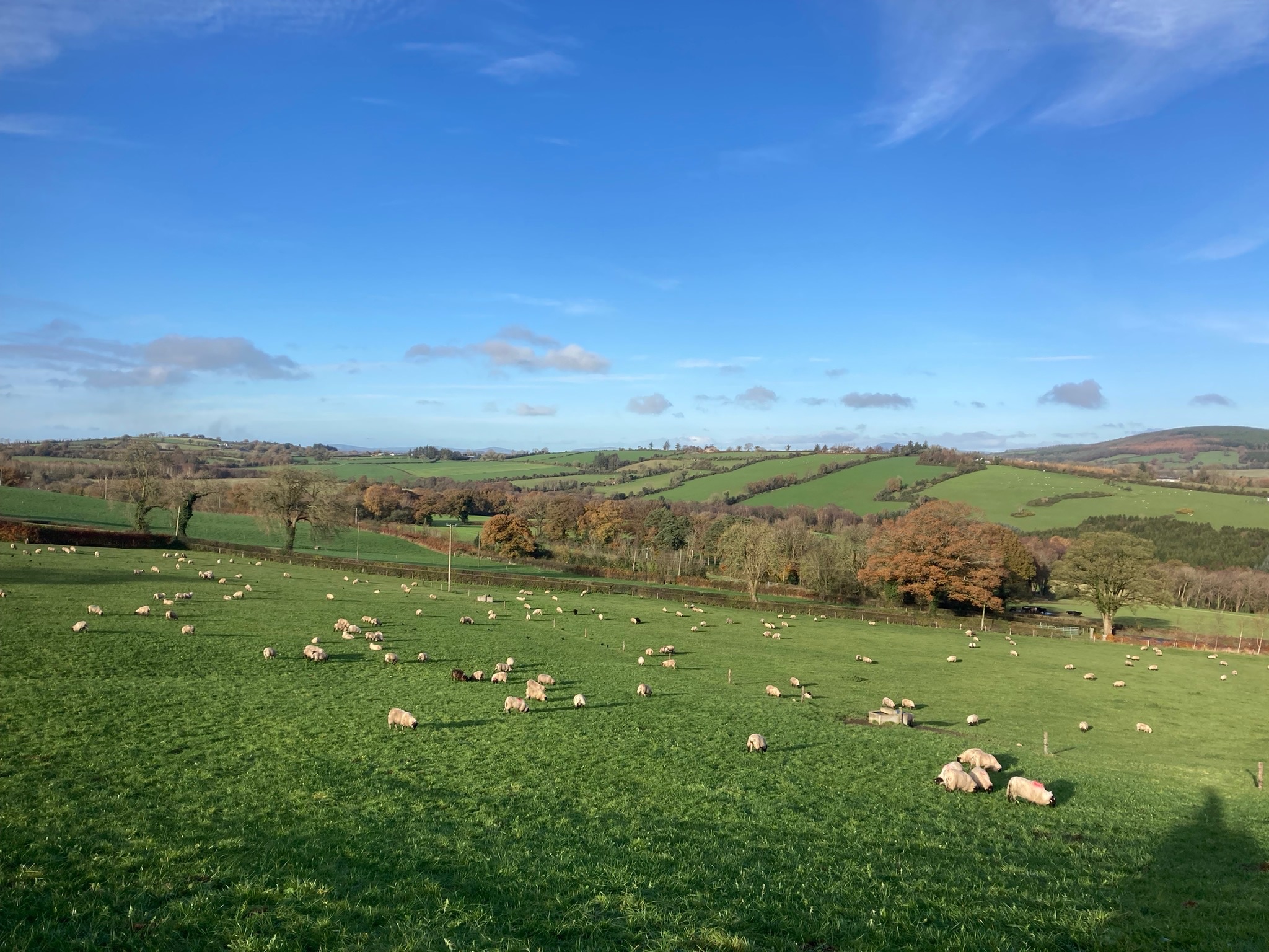 What has store lamb performance been like at ABP Demo Farm?