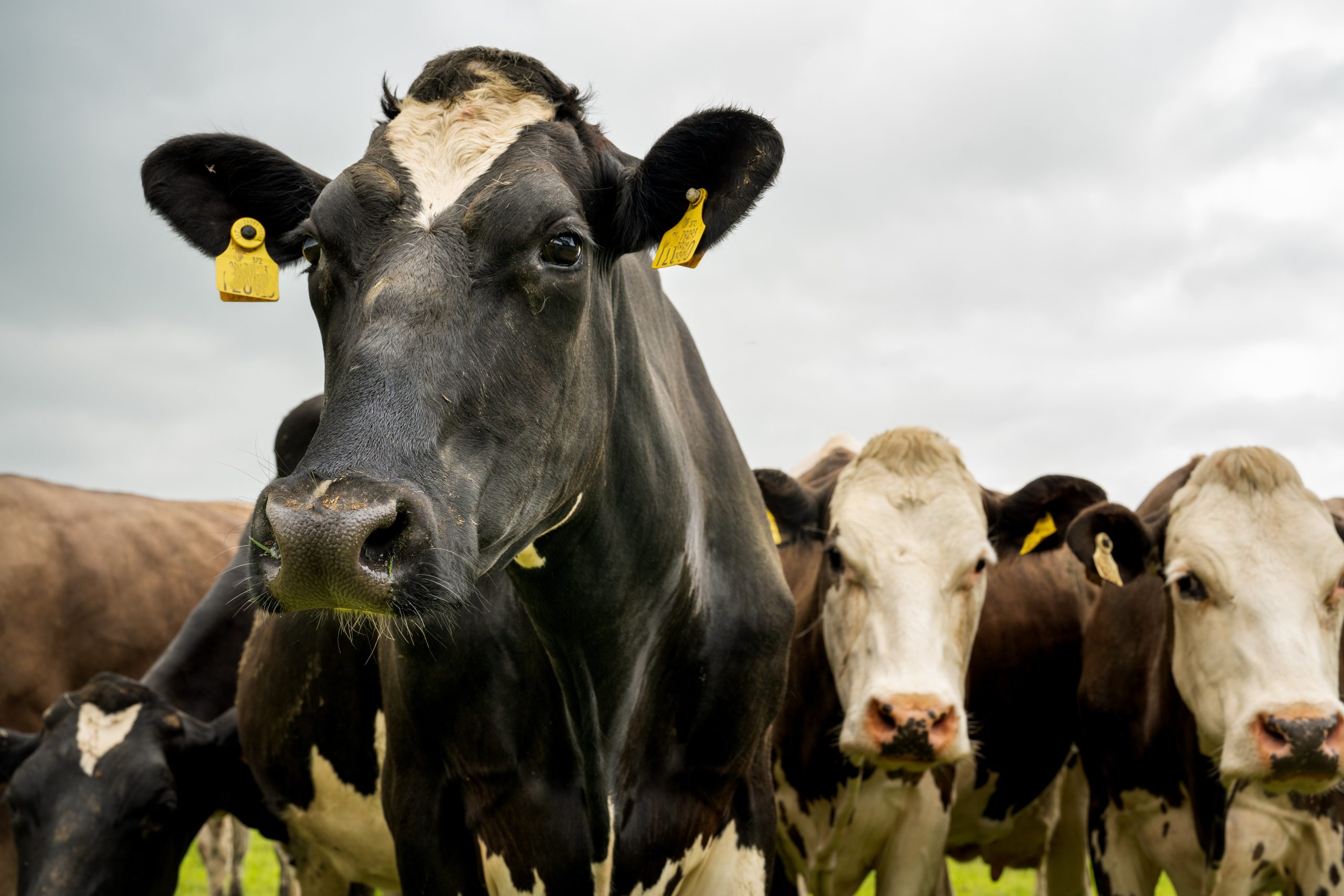 A healthy start begins before calving