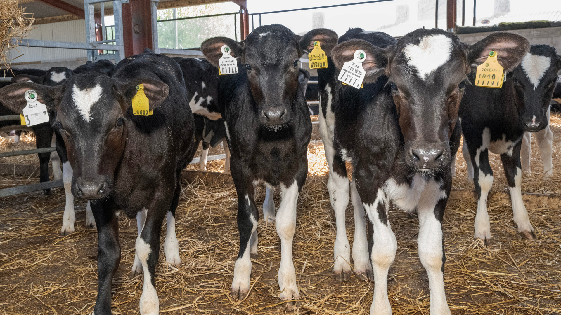 Calf Rearing 2026 Series: Aim for cost effective calf growth