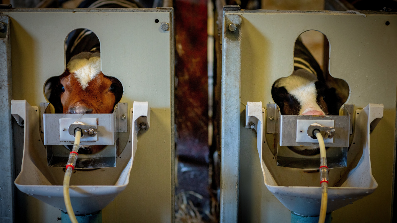 Calf Rearing 2026 Series: Resist the temptation to feed whole milk ...