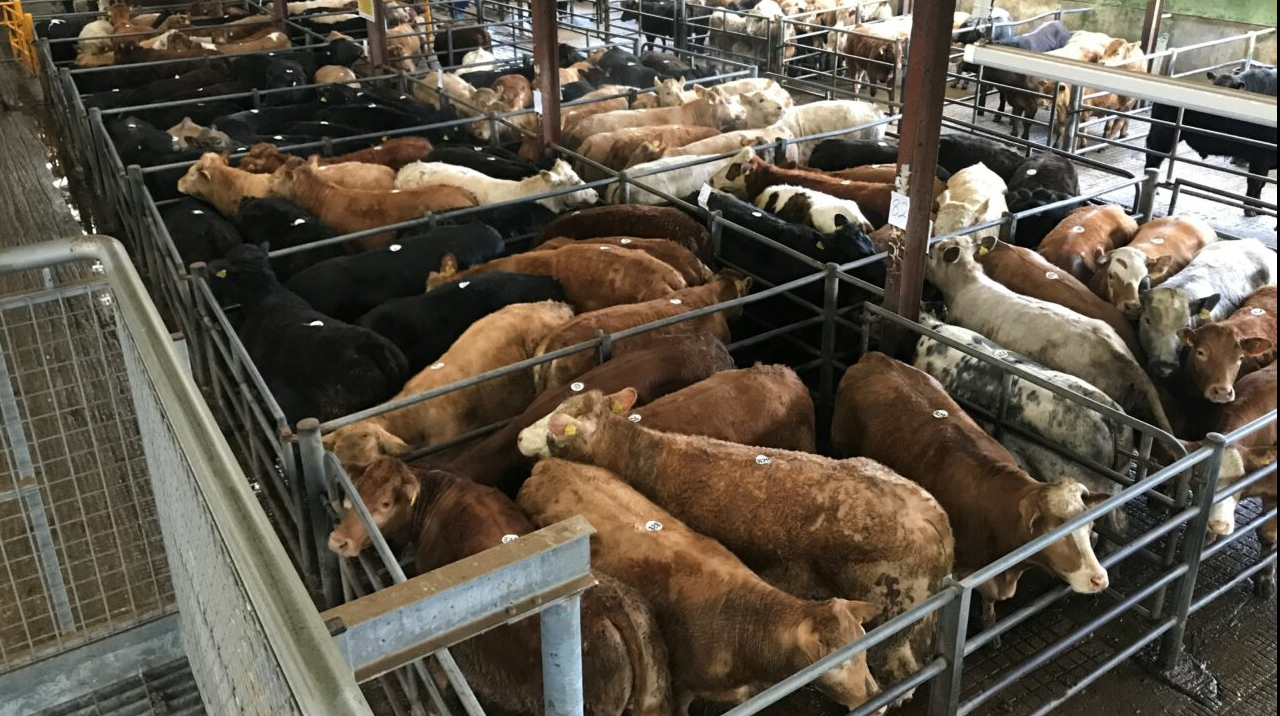 Mart report: Falling beef prices hit heavy cattle trade at Carnew sale