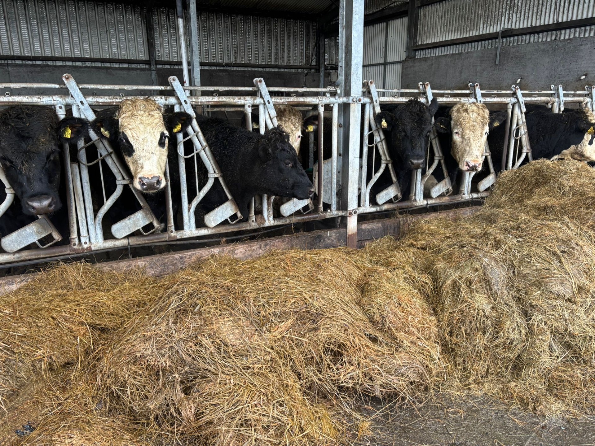 Sligo farmer achieving impressive dairy-beef carcass weights