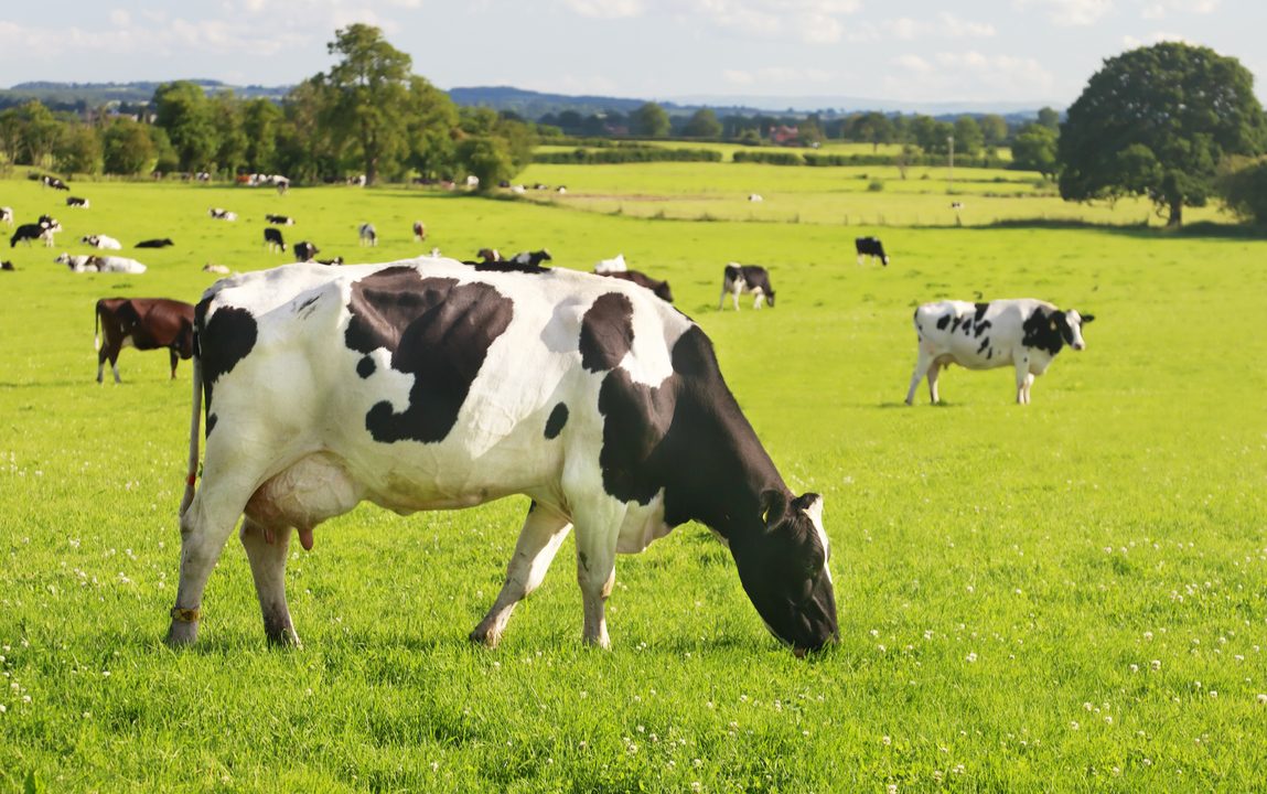 Hansen: Science to call the shots on cow methane