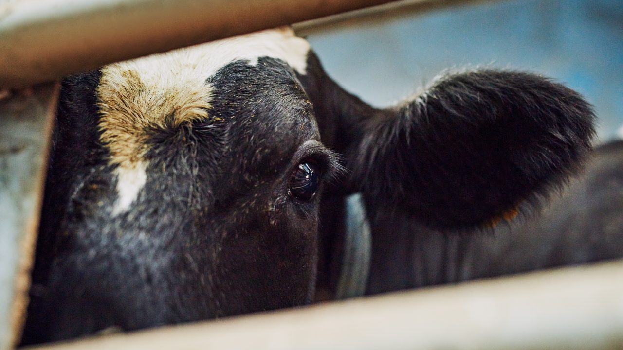 Farmers 'losing thousands under outdated TB scheme' - TD
