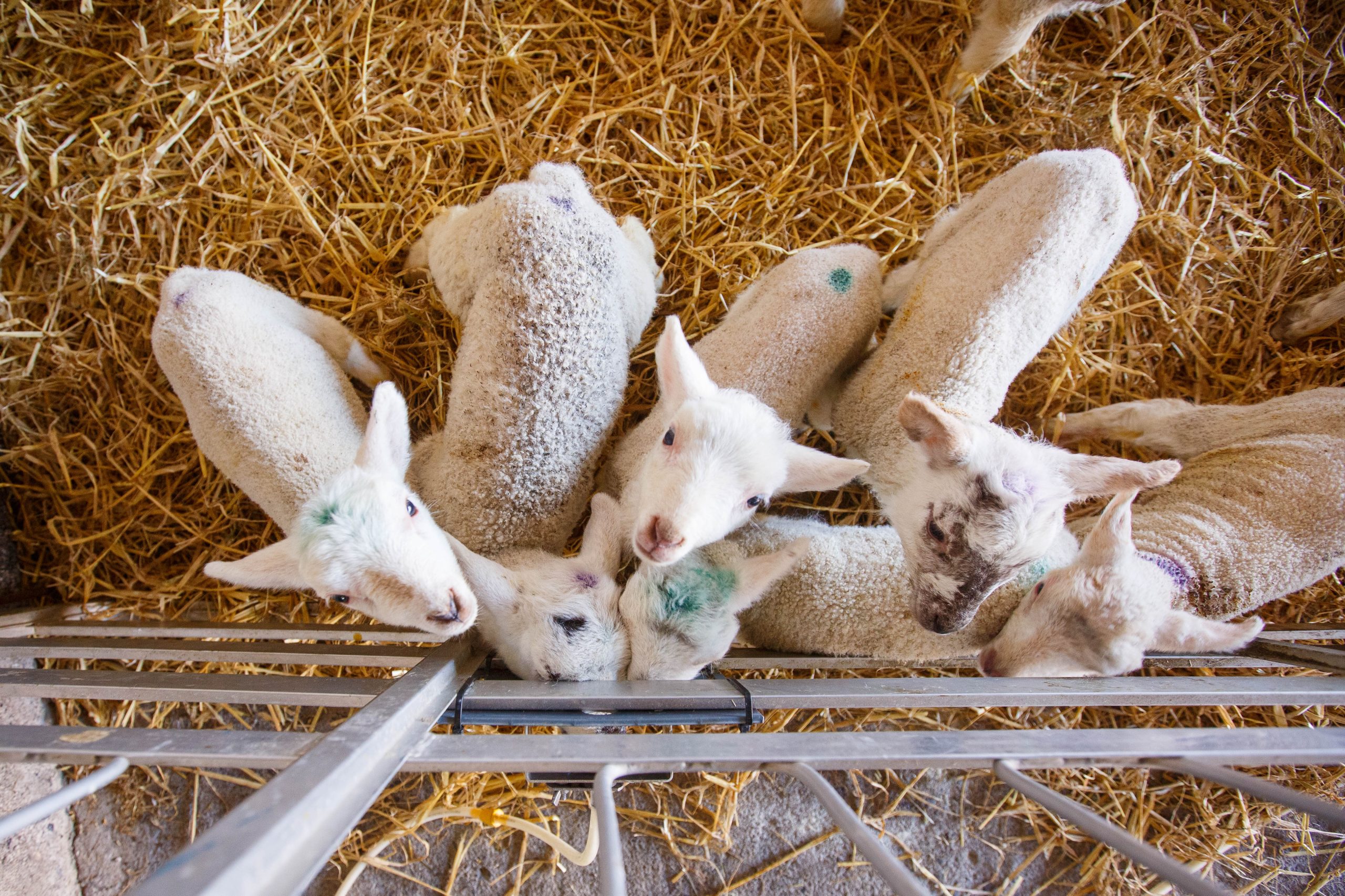 Lambing Season - Winning at Weaning Series: Trust the data on cold milk rearing