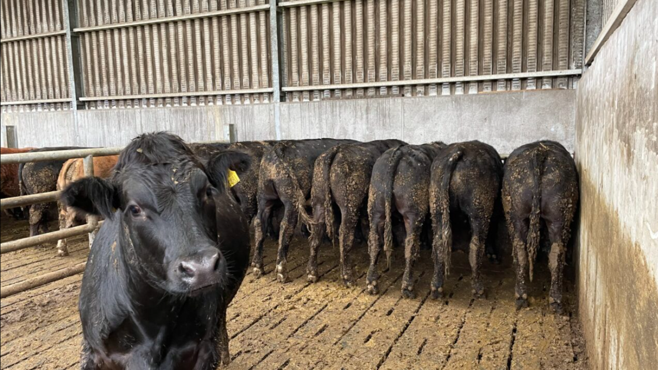 Factory quotes: Beef price offers steady at €90c/kg higher year-on-year ...