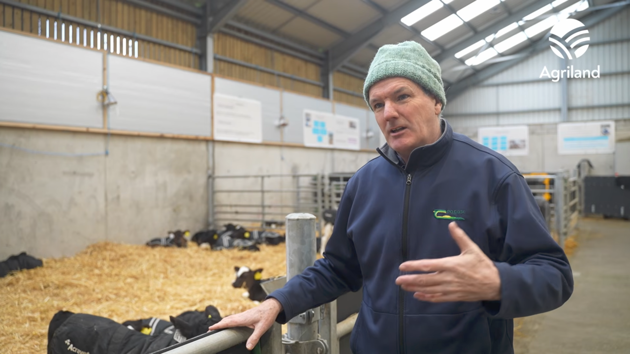What does the ideal calf shed look like? - Agriland.ie