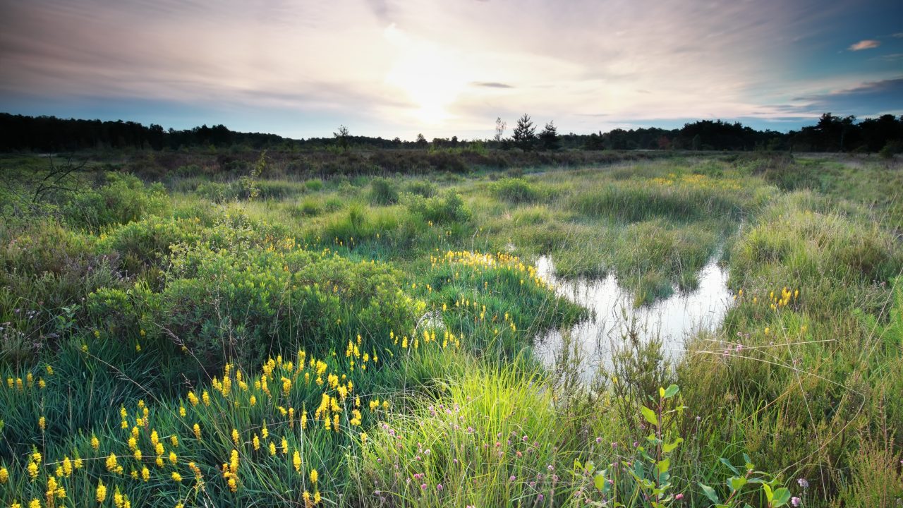 New advisory report unveiled that could guide Ireland’s Nature Restoration Plan
