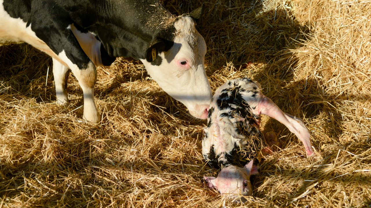 UK: 4 bluetongue cases detected in one week as midge activity rises
