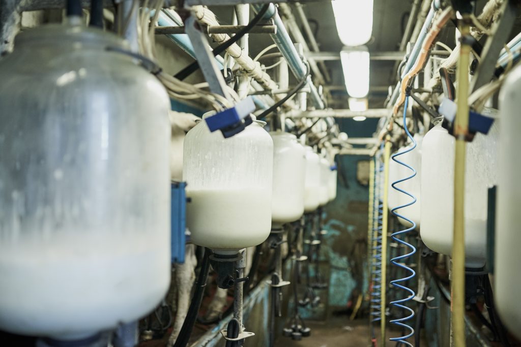 Milk being collected in a milking parlour - envato