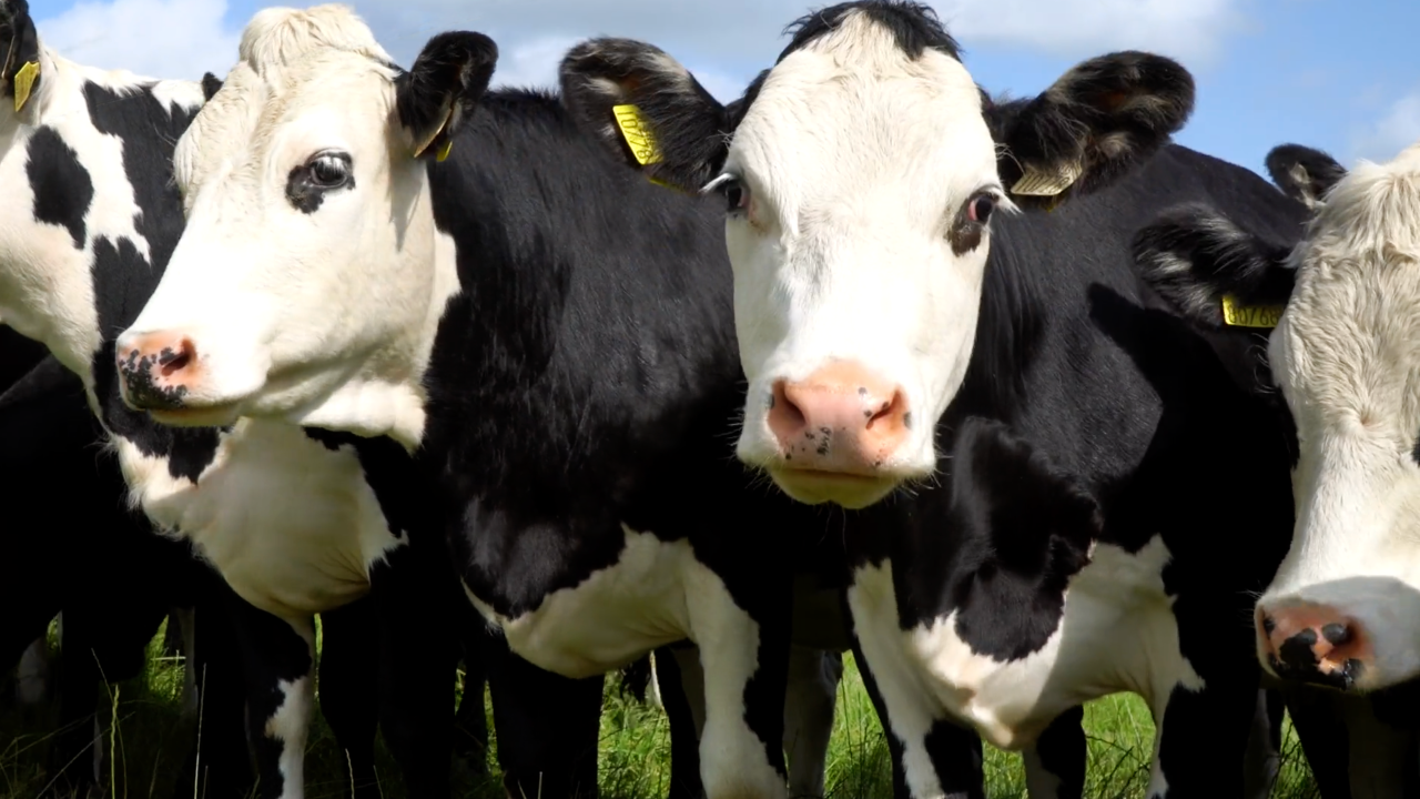 Farmers can 'use prior year stocking' for Active Farmer claim - DAFM