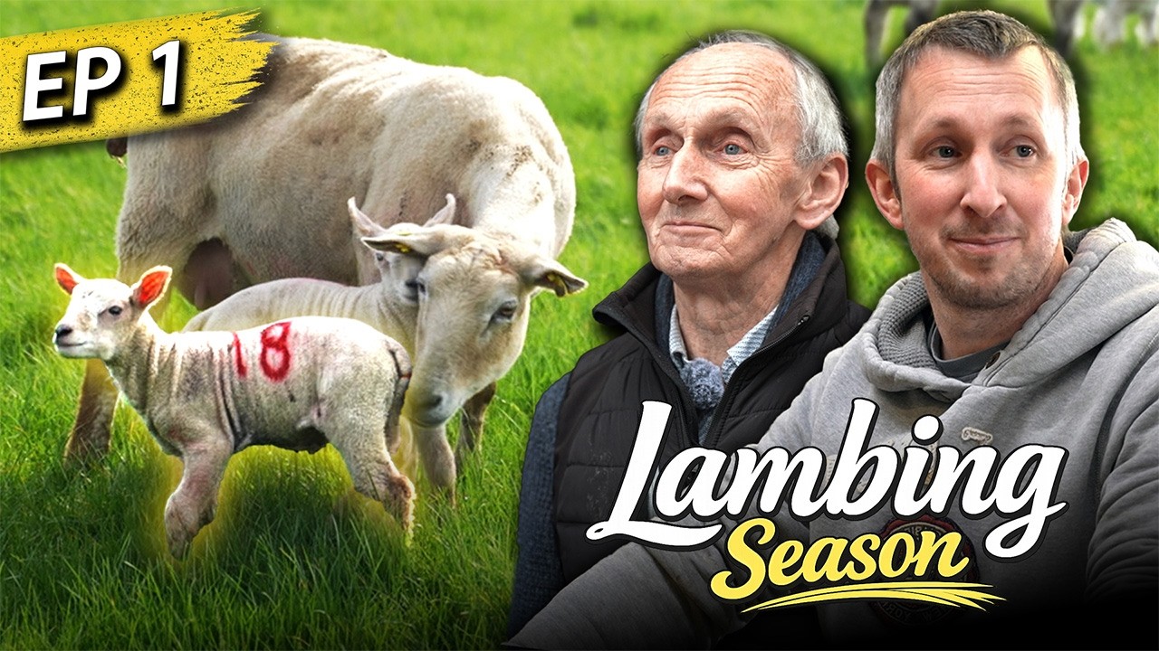 See inside smart setup and feed system for lambing a 160 ewe flock | Lambing Season with ICM