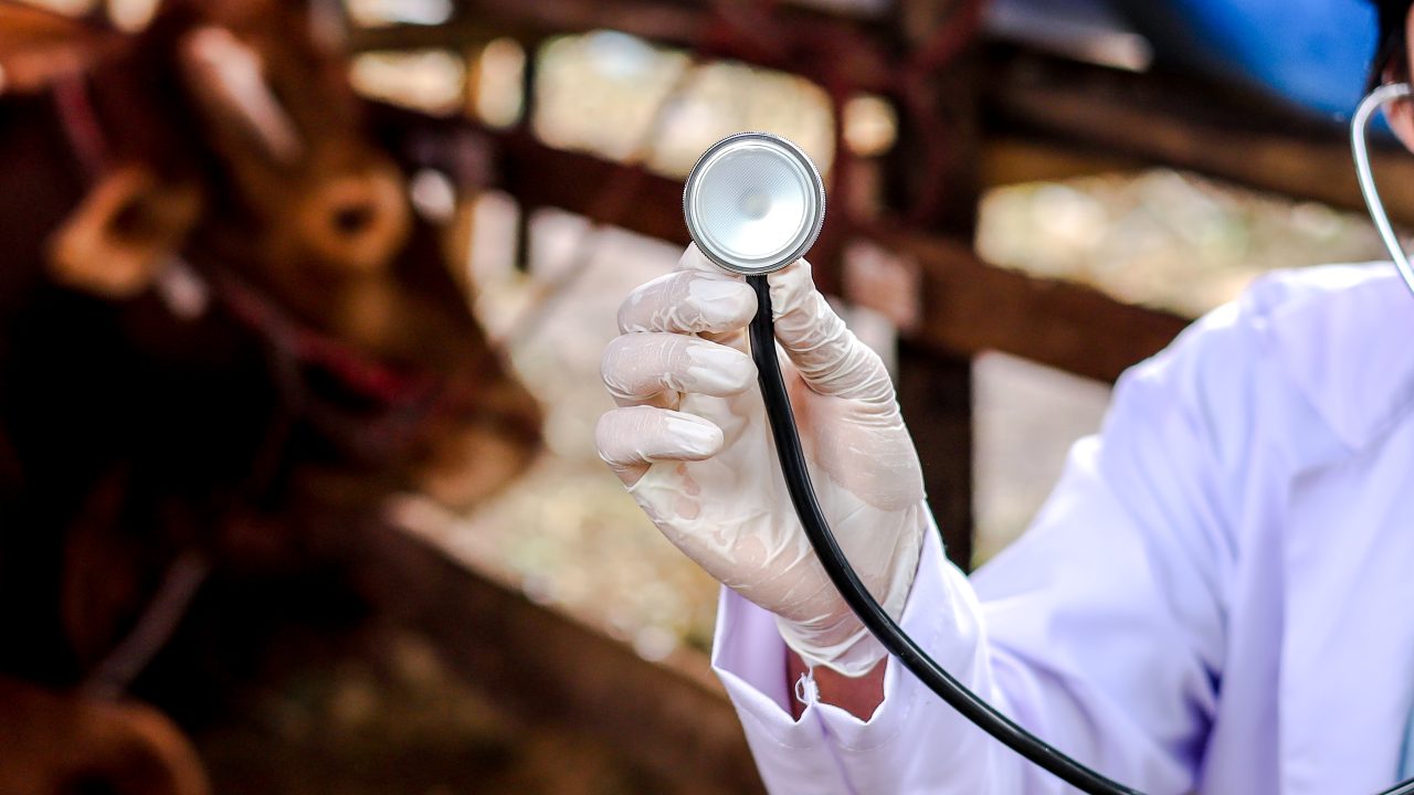 Farmers and animal owners asked for views on out-of-hours vet care