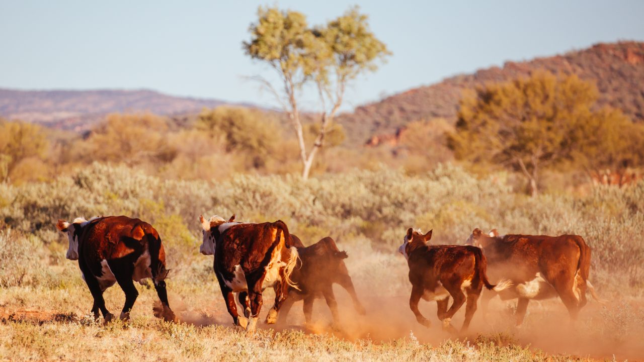 Australian beef production at ‘highest level on record’ – AHDB