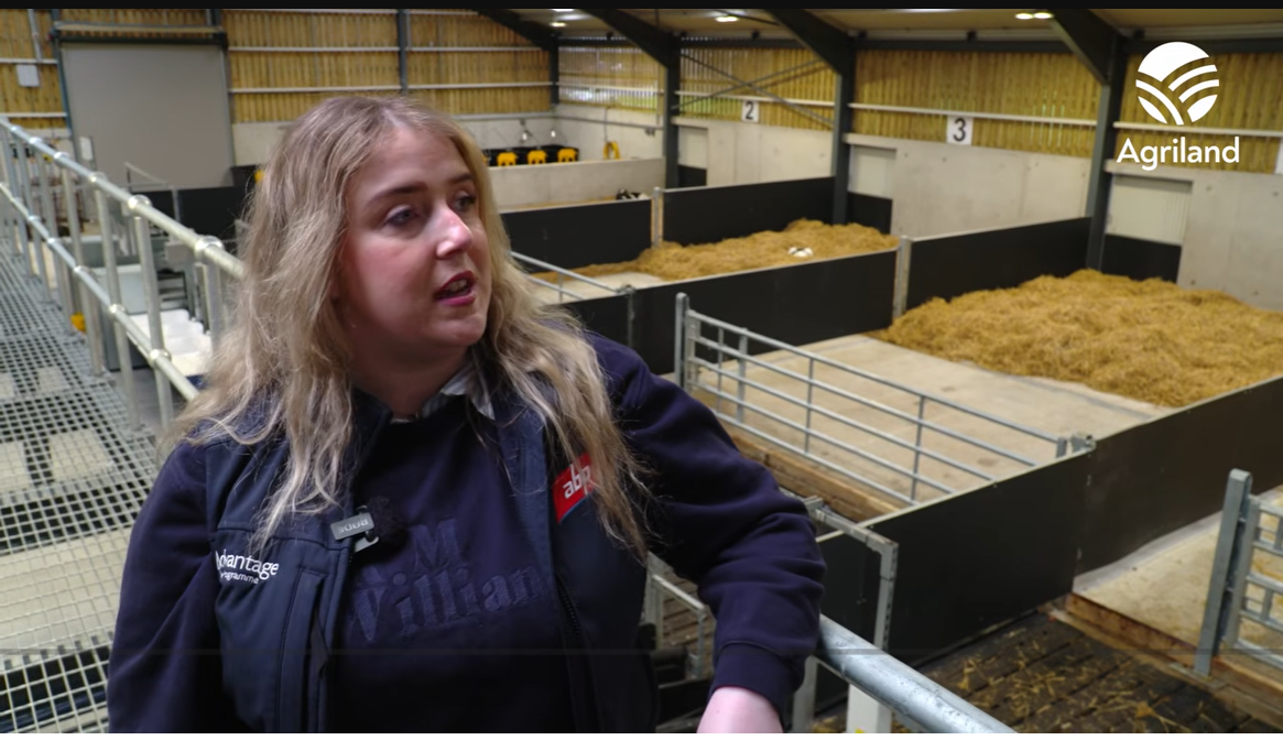 Watch: Calf shed tips and info on the ABP calf-sourcing scheme