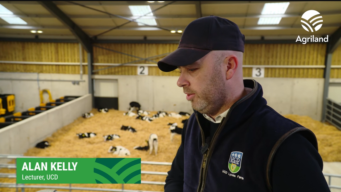 Watch: 'No compensatory growth in a calf under 6 months-of-age'