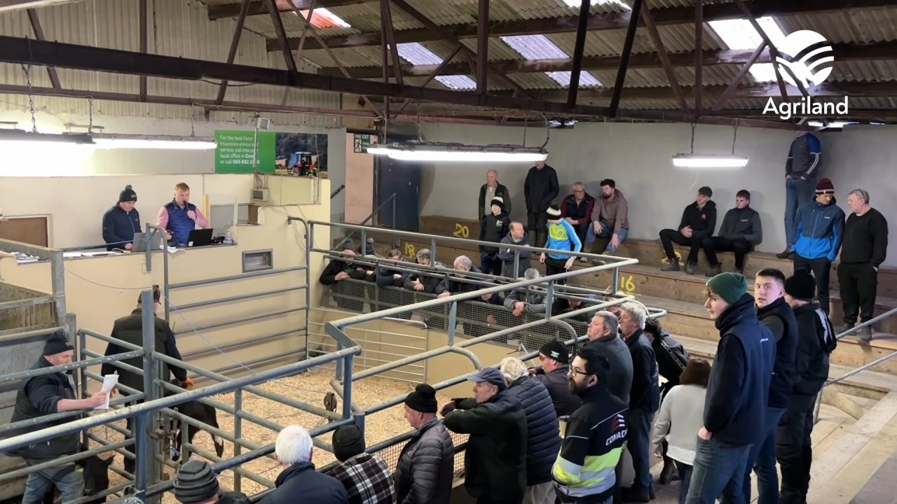 Confidence in Sixmilebridge mart despite pressure on beef prices ...