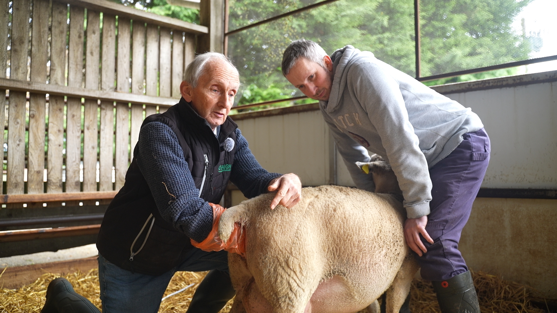 Watch: Lambing Season with ICM - dealing with 'tricky cases' at birth