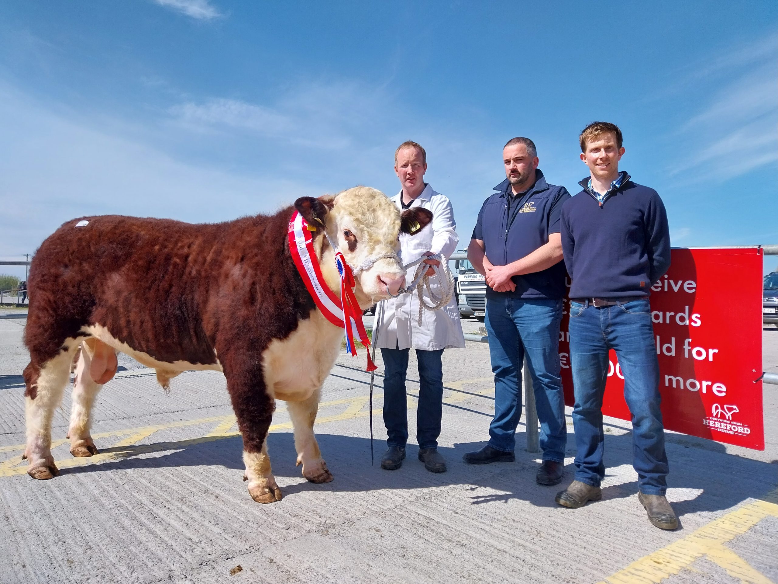 Average Hereford bull price nears €5,000 at Kilmallock society sale