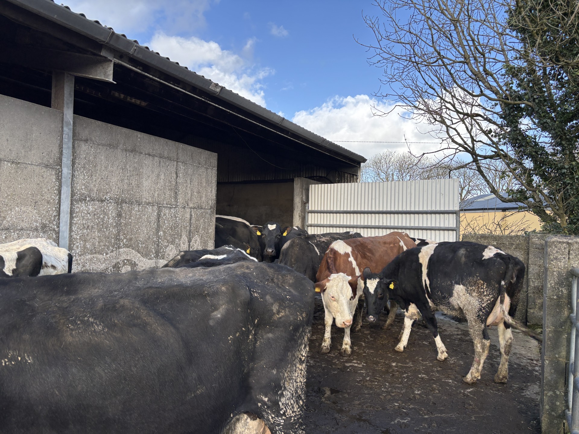 Listen: Shift work and sunrise milkings in Co. Clare
