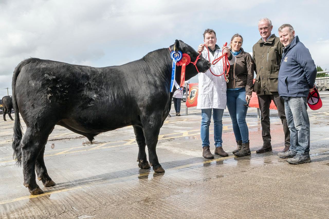 Bulls average €4,125 at Munster Angus Breeders Kilmallock Sale