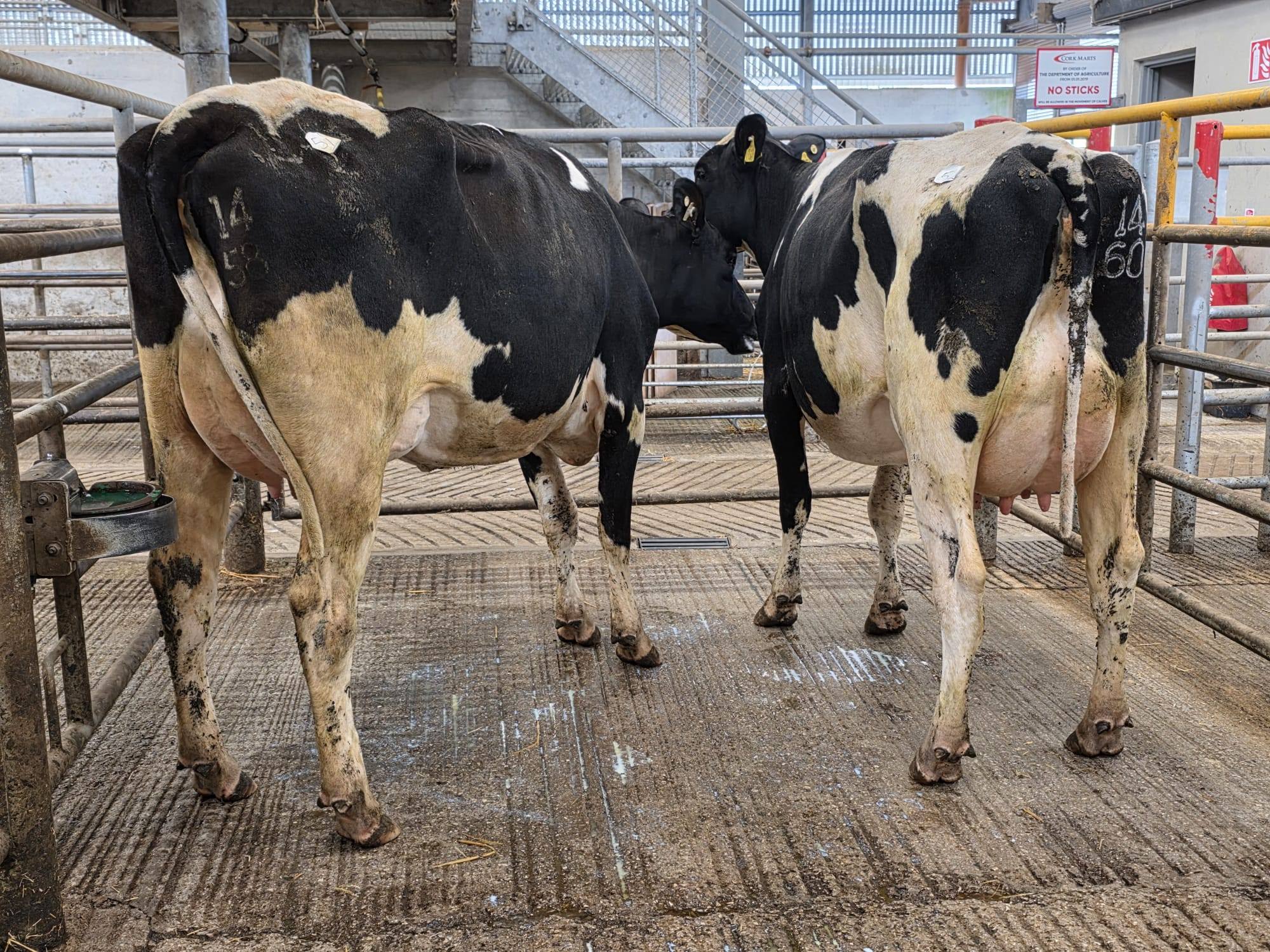 Dairy Trade: Sales holding strong despite TB confusion
