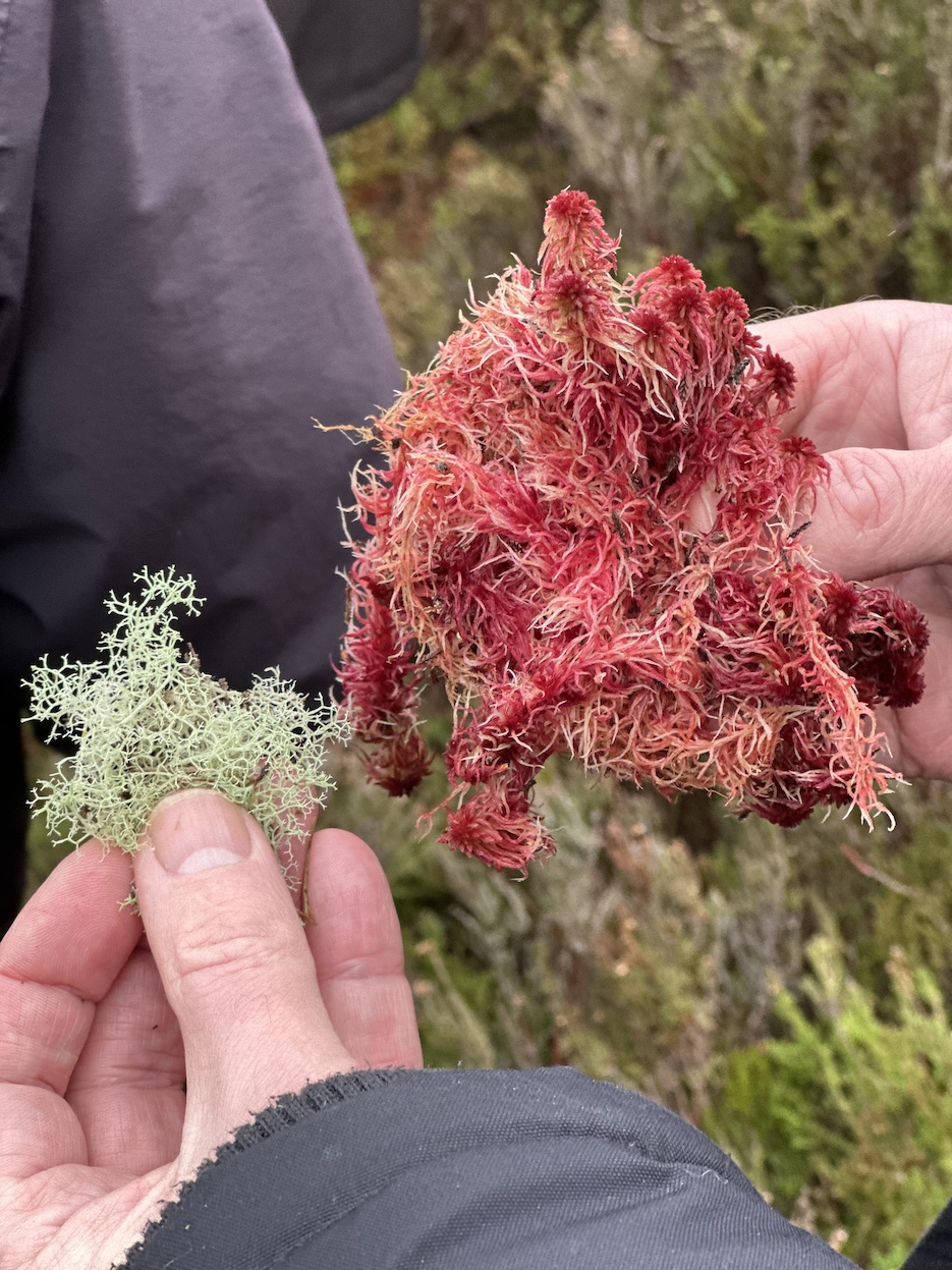 Bog Bothy 2026: A new partnership for peatlands architecture