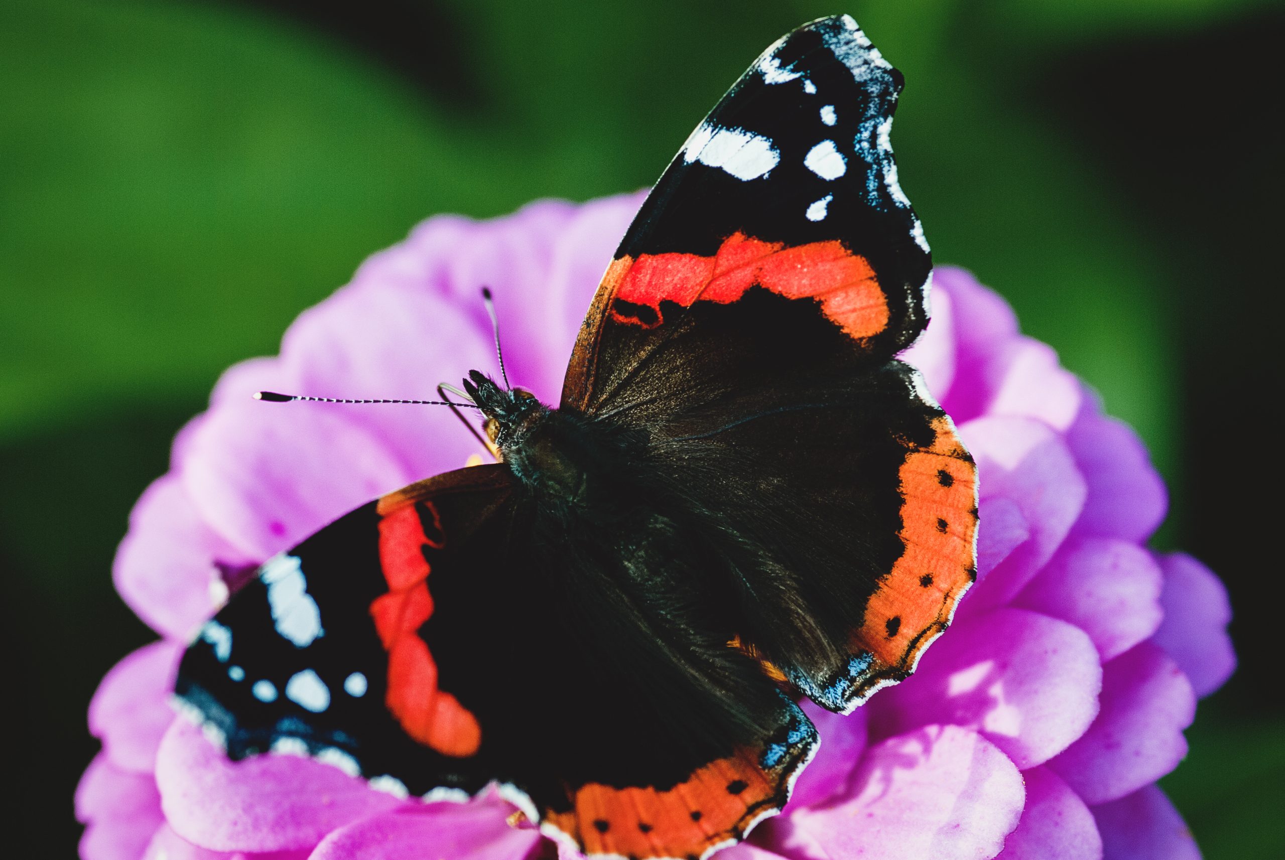 Almost 174,000 records submitted to citizen science portal in 2025