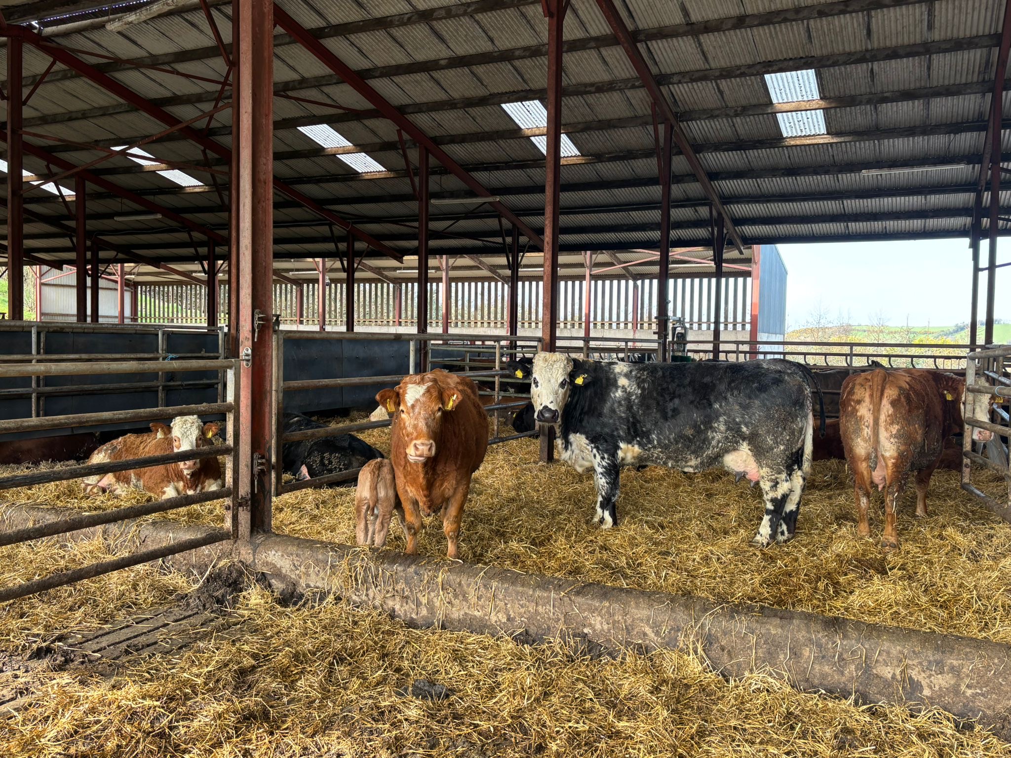 ABP Monitor Farms: Spring calving update on 85-cow suckler farm
