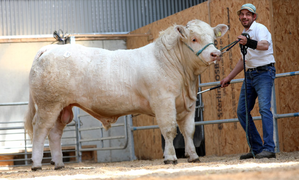 Charolais bulls reach €10,400 at society sale in Tullamore
