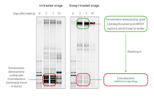 Steps to Superior Silage Series: Treating grass (Part 2)