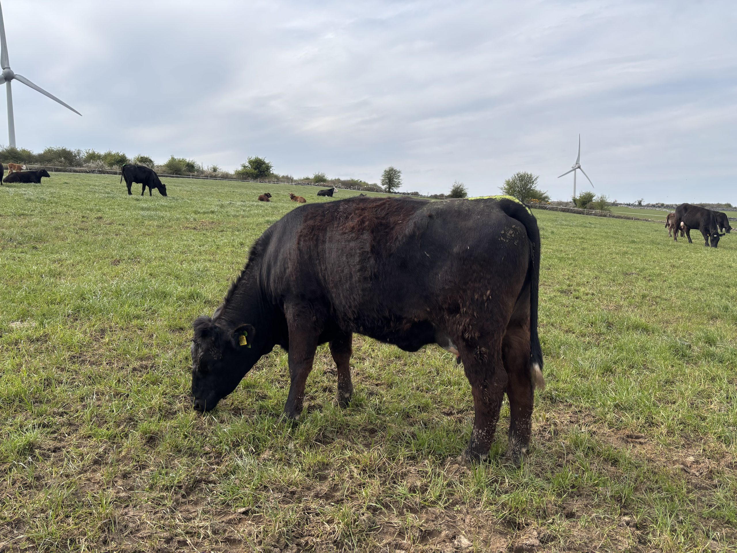 Table: Beef grades and carcass weights from Newford suckler herd