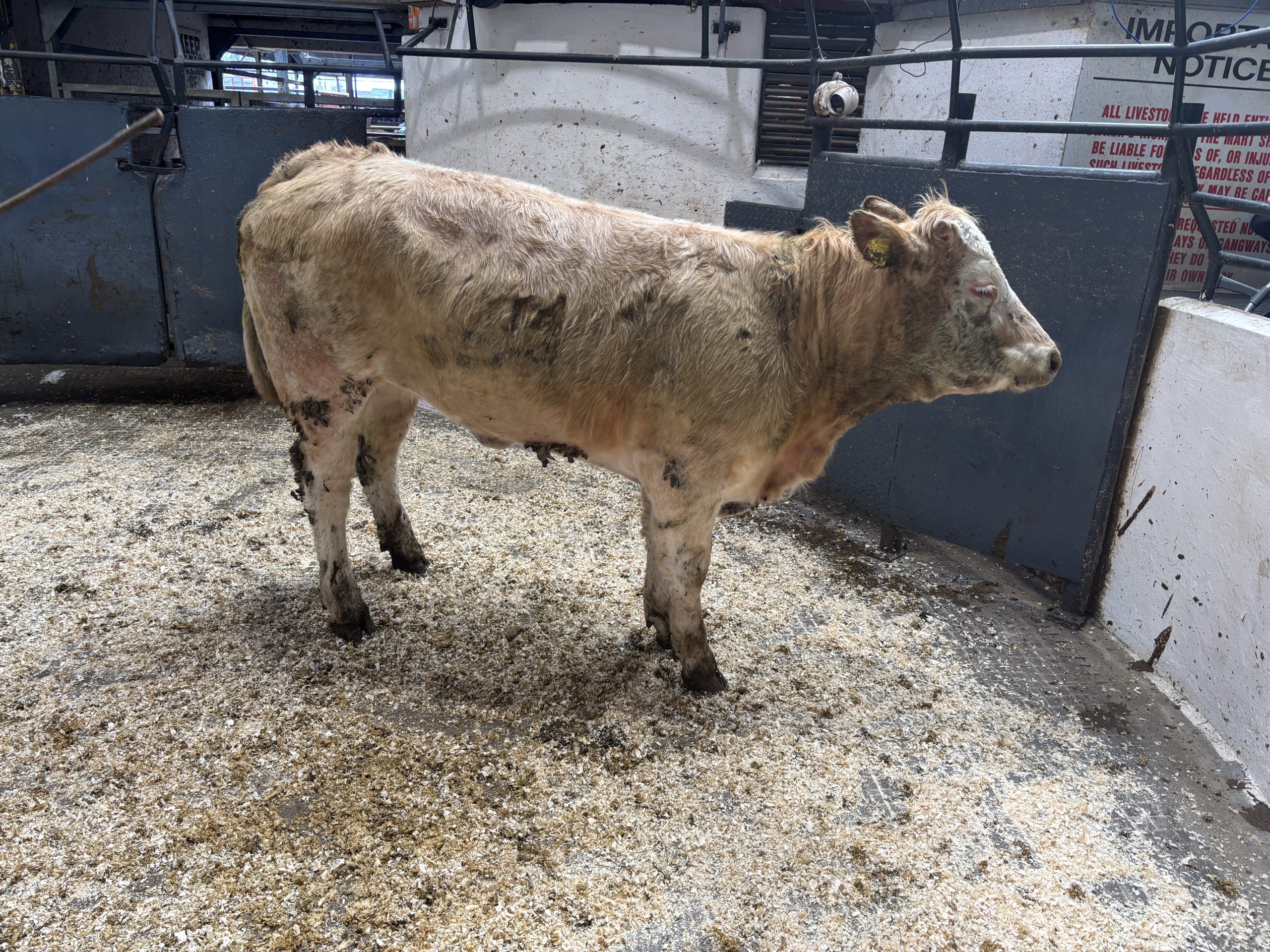 Kilcullen Mart auctioneer shares cattle trade outlook into summer months