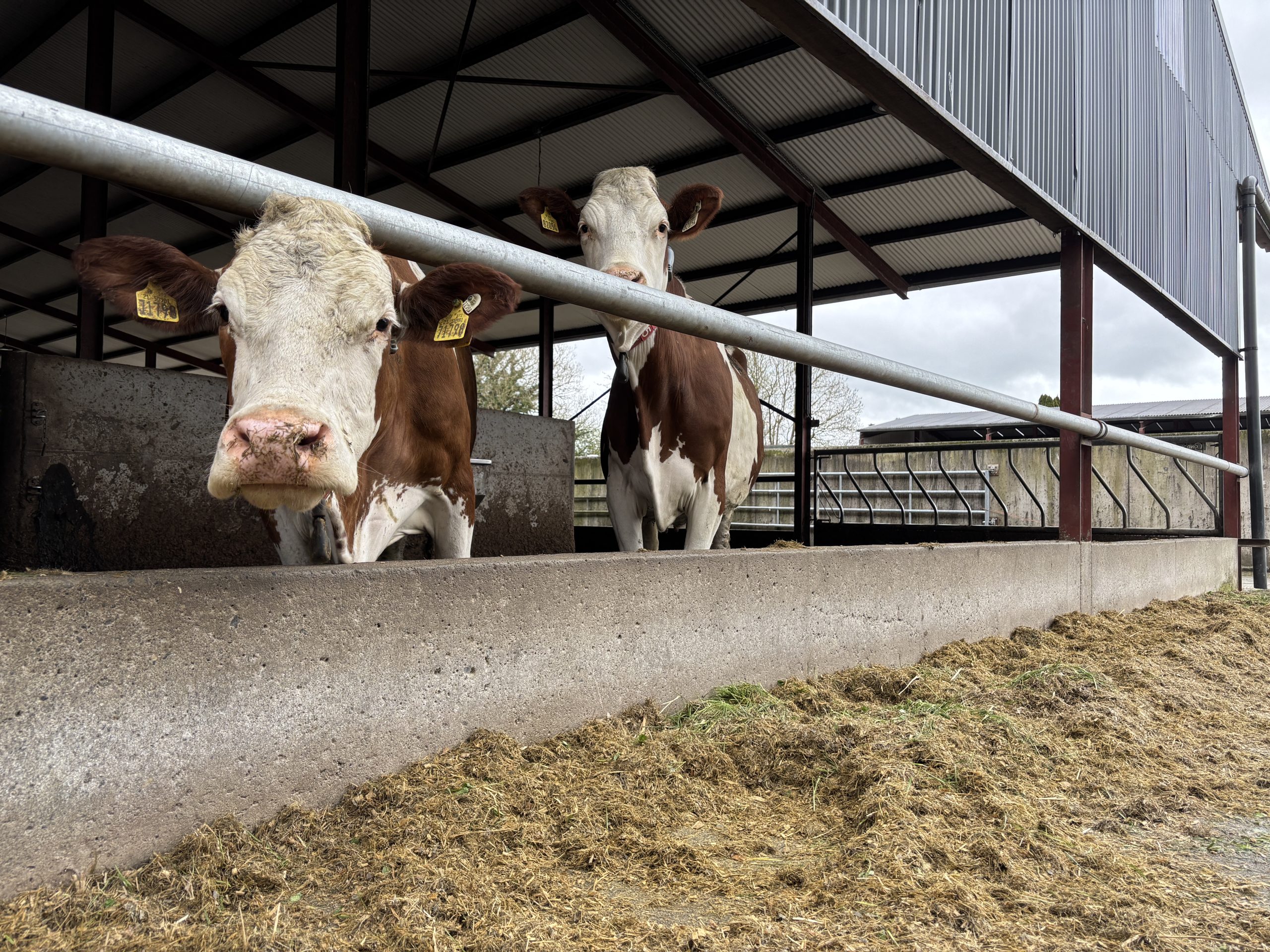 Listen: Milking a Montbéliarde herd through two robots