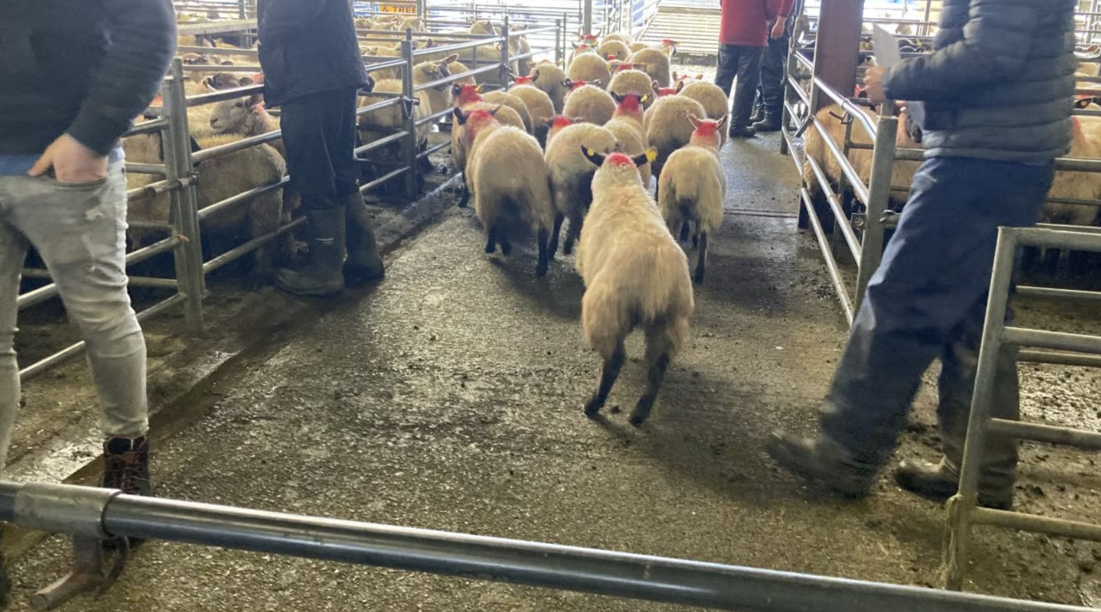 Mart Report: Latest cattle and sheep prices paid at Mountbellew Mart