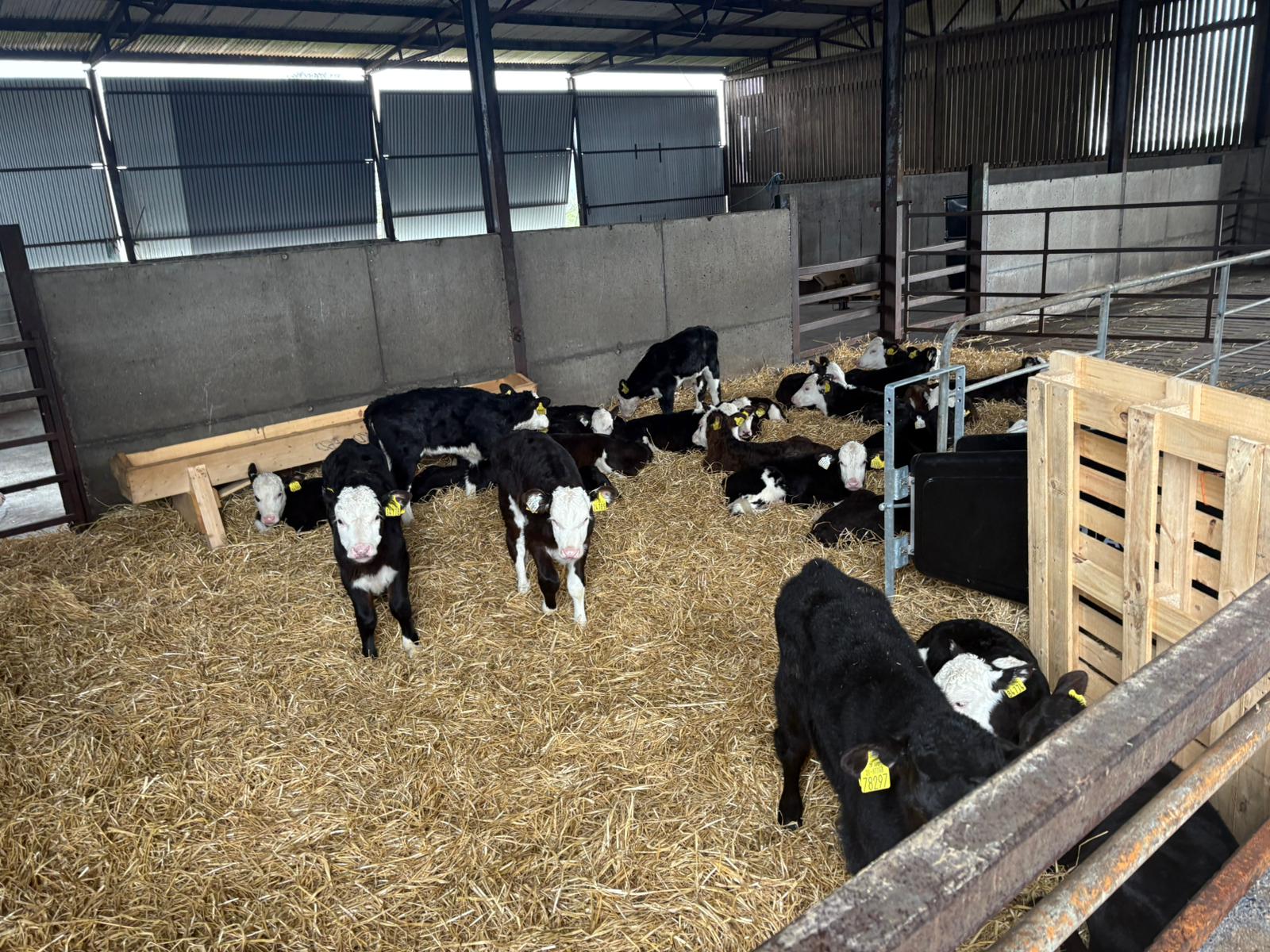 ABP Demo Farm: Yearling cattle grazing and calf-rearing updates