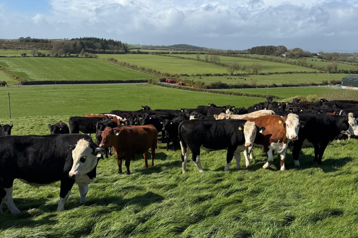Beef farmer moves from buying yearlings to rearing calves in Tramore