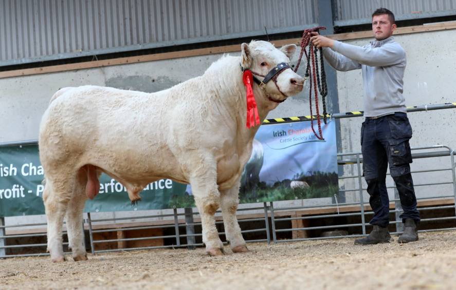 Charolais bulls reach €10,400 at society sale in Tullamore
