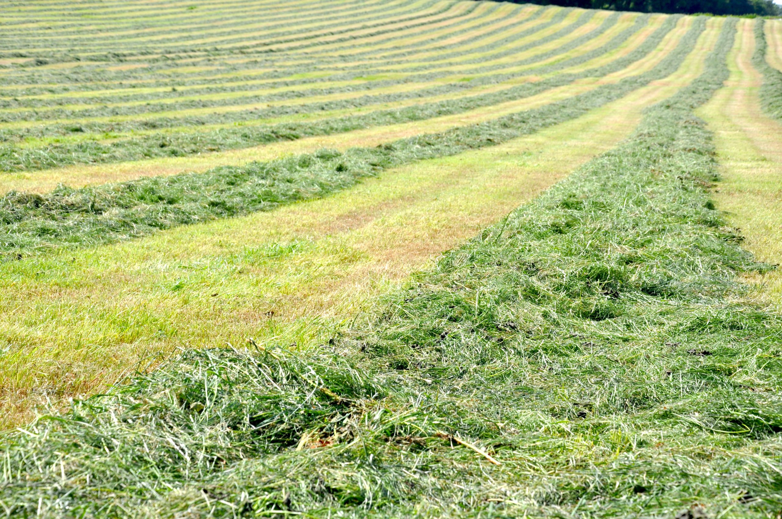 Steps to Superior Silage Series: Cutting and wilting grass